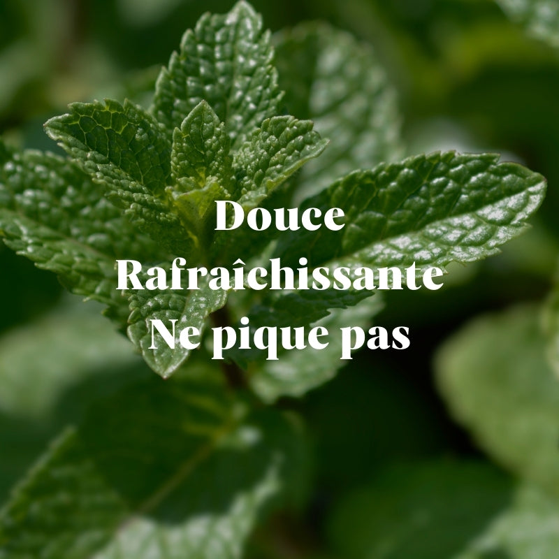 Menthe Verte Douce 