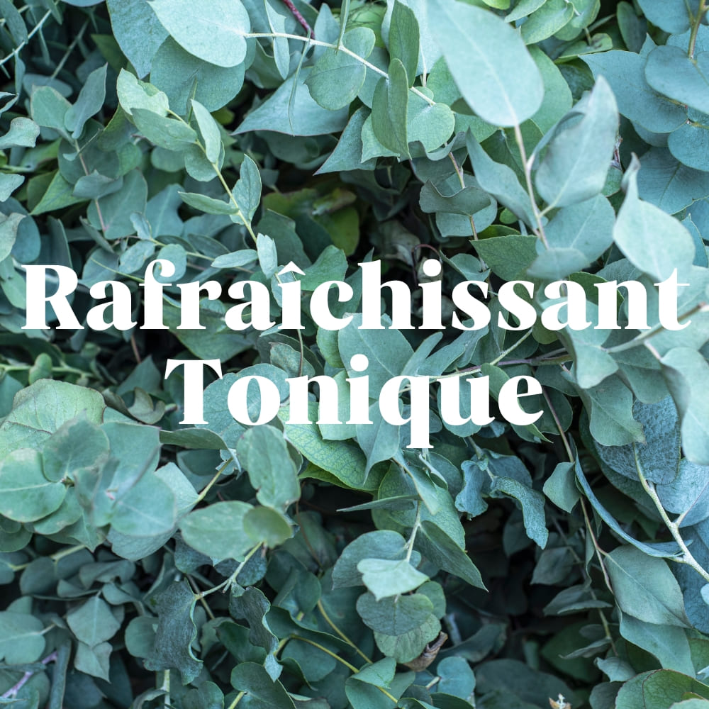 Déodorant Menthe Eucalyptus